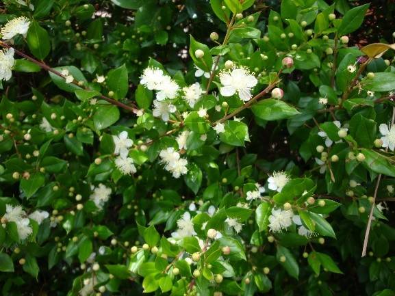 Murraya paniculata - dama da noite